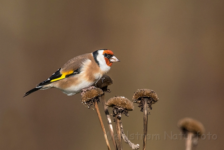 WAH027253.jpg - Stillits (Goldfinch)