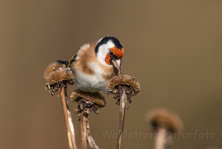 WAH027254.jpg - Stillits (Goldfinch)