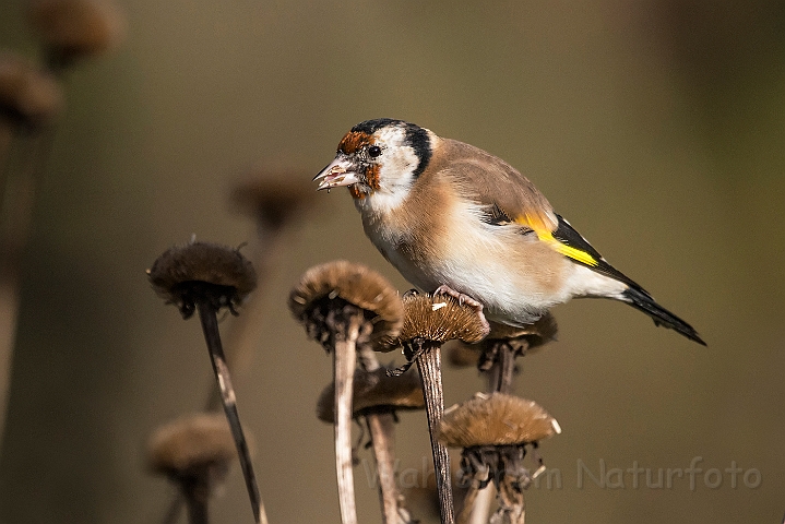 WAH027255.jpg - Stillits (Goldfinch)