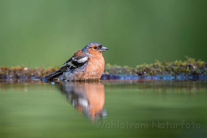 WAH027746.jpg - Bogfinke, han (Chaffinch, male)