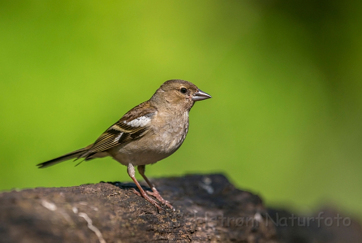 WAH027777.jpg - Bogfinke, hun (Chaffinch, female)