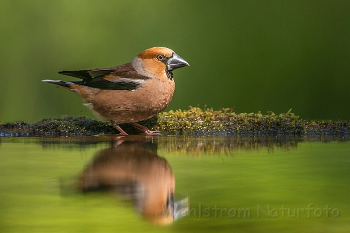 WAH027782.jpg - Kærnebider (Hawfinch)