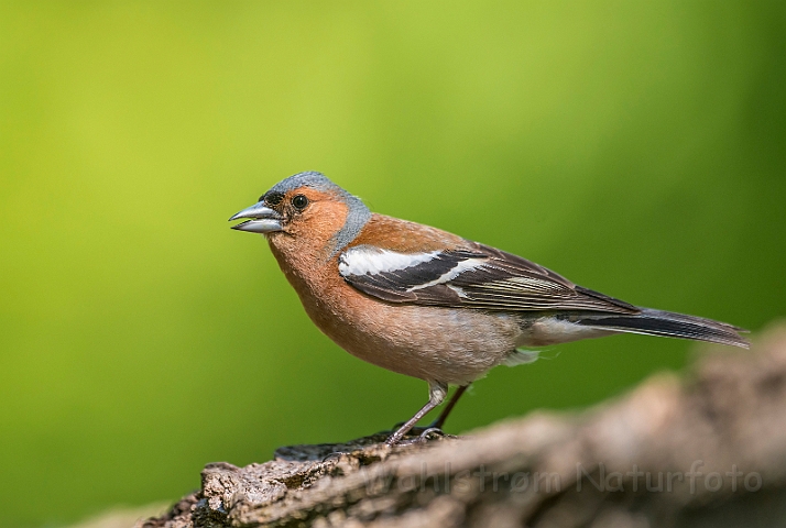 WAH027805.jpg - Bogfinke, han (Chaffinch, male)