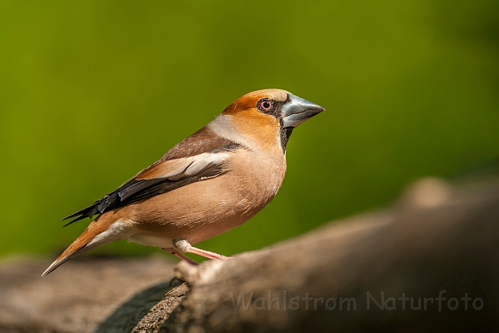 WAH027860.jpg - Kærnebider (Hawfinch)