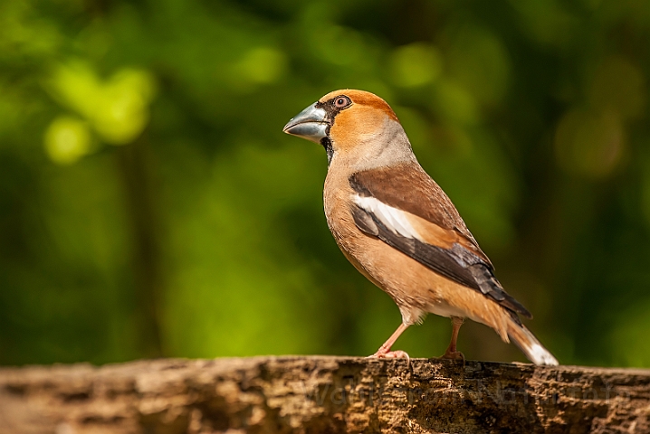 WAH027866.jpg - Kærnebider (Hawfinch)