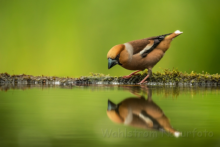 WAH028092.jpg - Kærnebider (Hawfinch)