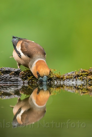 WAH028366.jpg - Kærnebider (Hawfinch)