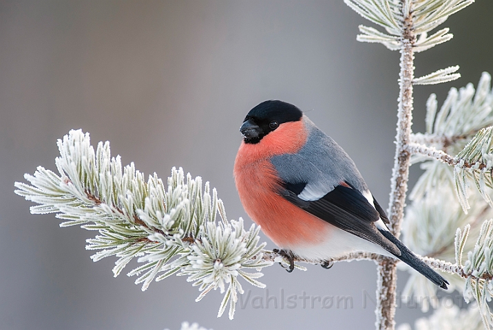 WAH029860.jpg - Dompap, han (Bullfinch, male)