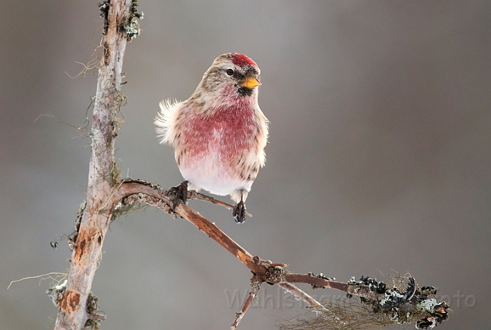 WAH029903.jpg - Gråsisken (Redpoll)