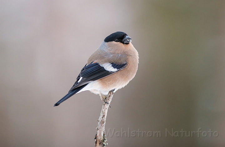 WAH029910.jpg - Dompap, hun (Bullfinch, female)