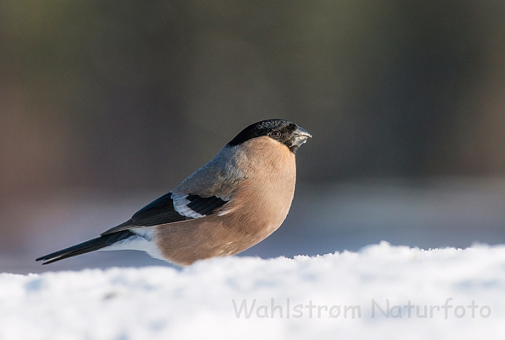 WAH029913.jpg - Dompap, hun (Bullfinch, female)