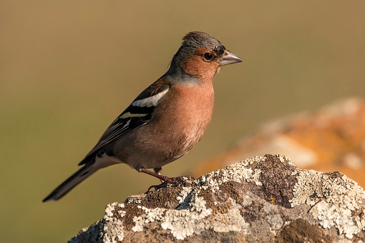 WAH032123_filtered.jpg - Bogfinke (Chaffinch)