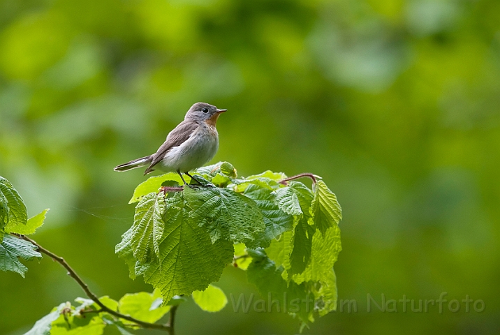 WAH023512.jpg - Lille fluesnapper (Red-breasted Flycatcher)