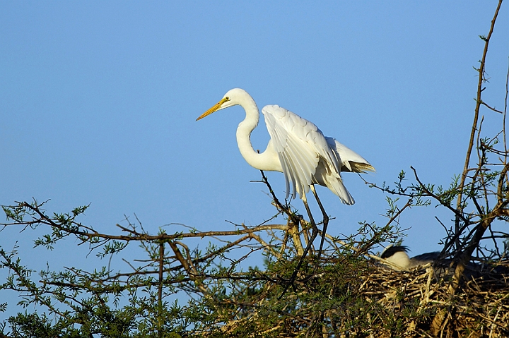 WAH005191.jpg - Sølvhejre (Large egret)