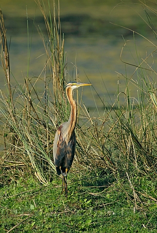 WAH005282.jpg - Purpurhejre (Purple Heron)