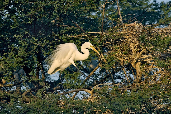 WAH005300.jpg - Sølvhejre (Large Egret)