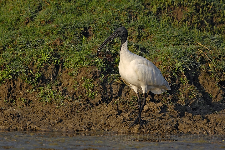 WAH005342.jpg - Hellig Ibis (White Ibis), Indien