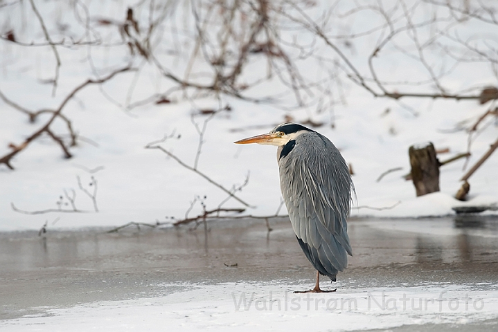 WAH011765.jpg - Fiskehejre (Grey Heron)