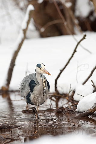 WAH011857.jpg - Fiskehejre (Grey Heron)