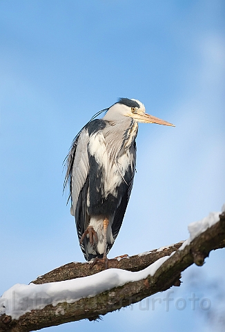 WAH011872.jpg - Fiskehejre (Grey Heron)