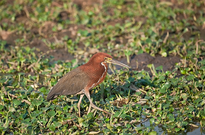 WAH019567.jpg - Rødhalset tigerhejre (Rufescent Tiger Heron)