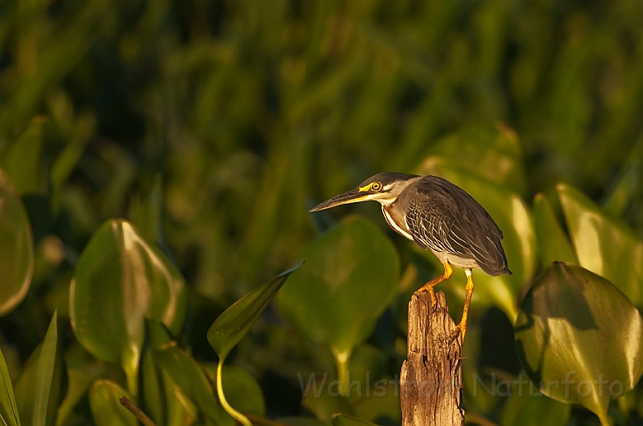 WAH019851.jpg - Mangrovehejre (Striated Heron)