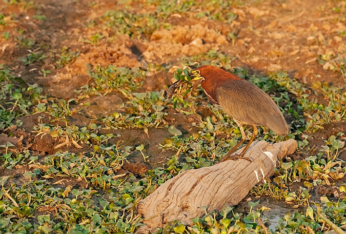 WAH019979.jpg - Rødhalset tigerhejre (Rufescent Tiger Heron)