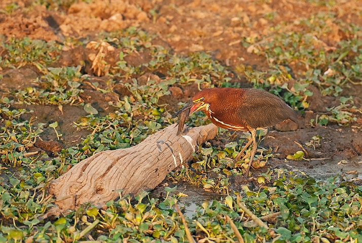 WAH019988.jpg - Rødhalset tigerhejre (Rufescent Tiger Heron)