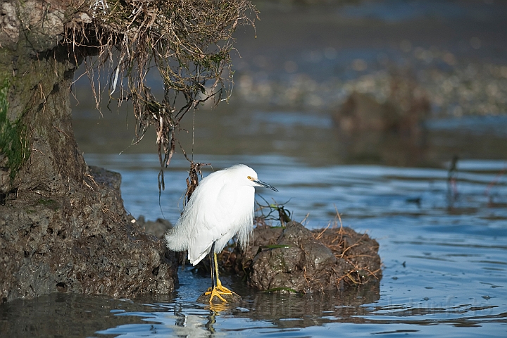 WAH020886.jpg - Snehejre (Snowy Egret)