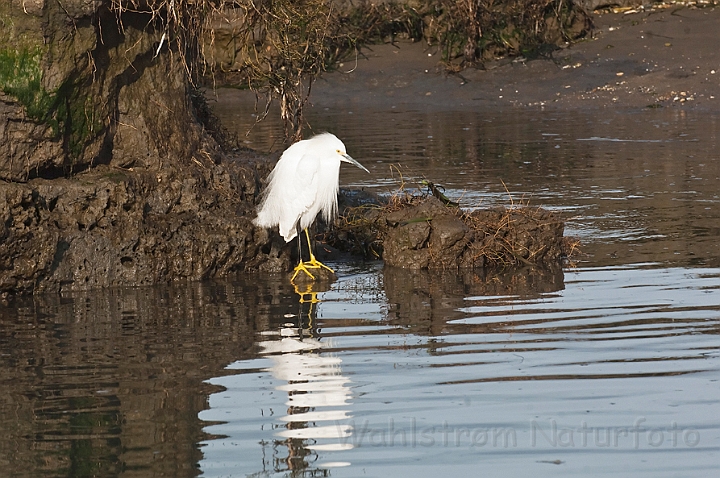 WAH020887.jpg - Snehejre (Snowy Egret)