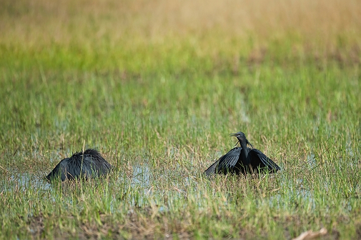 WAH022037.jpg - Skyggehejre (Black Heron) 