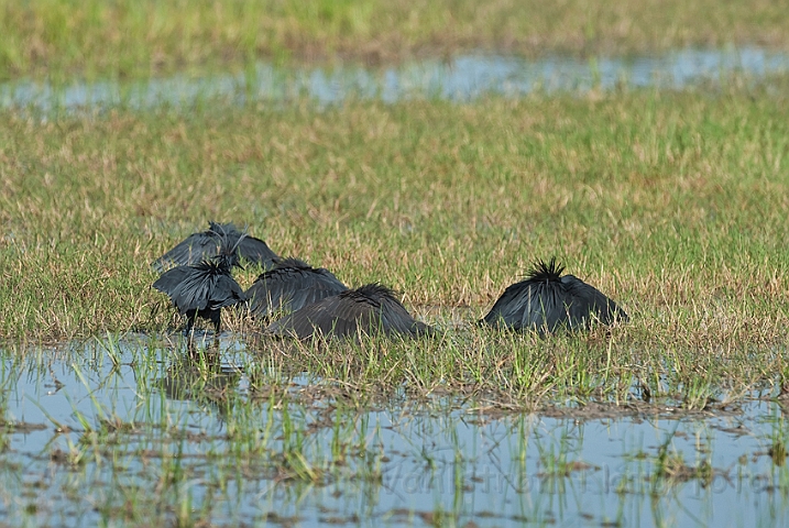 WAH022043.jpg - Skyggehejre (Black Heron)