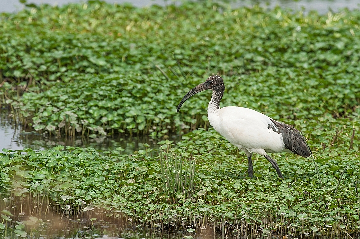 WAH024739.jpg - Hellig Ibis (Sacred Ibis)