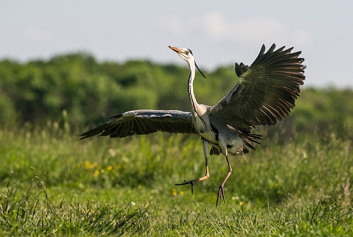 WAH028324.jpg - Fiskehejre (Grey Heron)