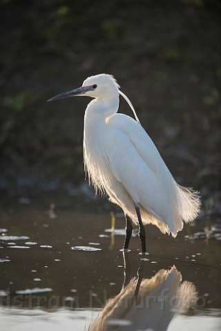 WAH028520.jpg - Silkehejre (Little Egret)