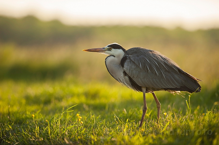 WAH028639.jpg - Fiskehejre (Grey Heron)