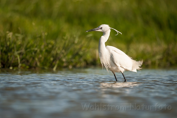 WAH028653.jpg - Silkehejre (Little Egret)