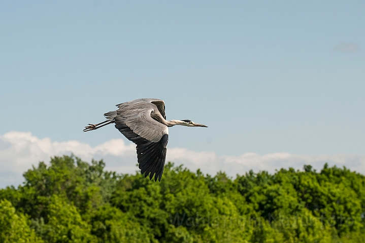 WAH028678.jpg - Fiskehejre (Grey Heron)