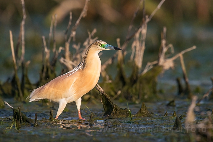 WAH030170.jpg - Tophejre (Squacco Heron)