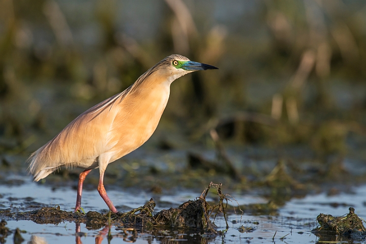 WAH030175.jpg - Tophejre (Squacco Heron)