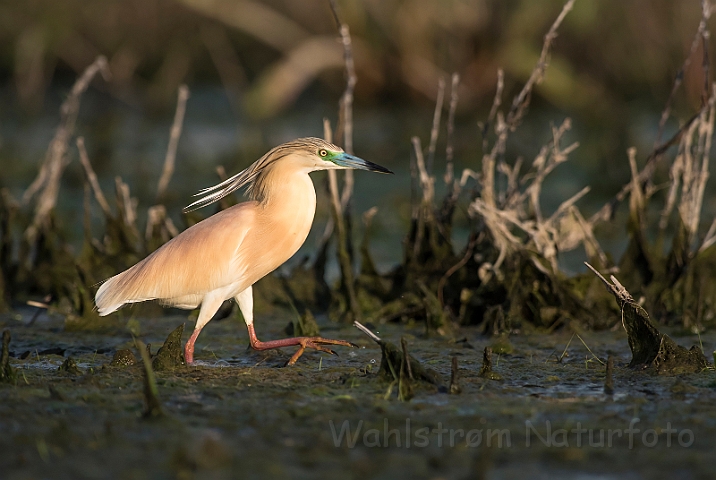 WAH030291.jpg - Tophejre (Squacco Heron)