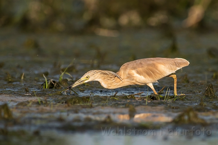 WAH030297.jpg - Tophejre (Squacco Heron)