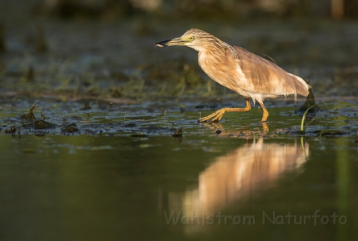 WAH030319.jpg - Tophejre (Squacco Heron)