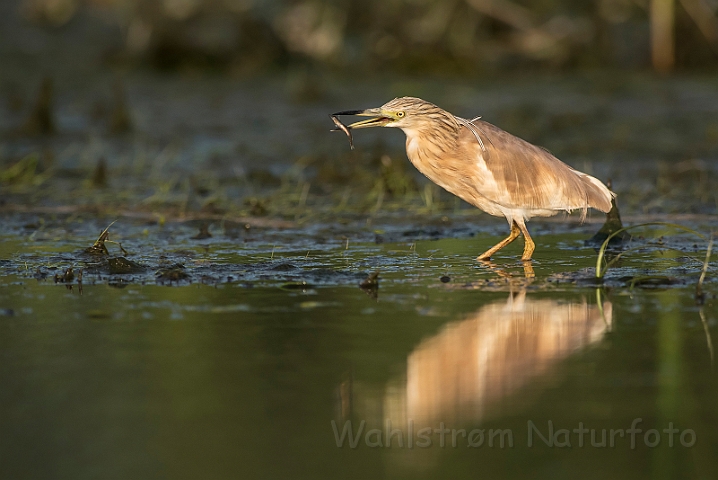 WAH030322.jpg - Tophejre (Squacco Heron)