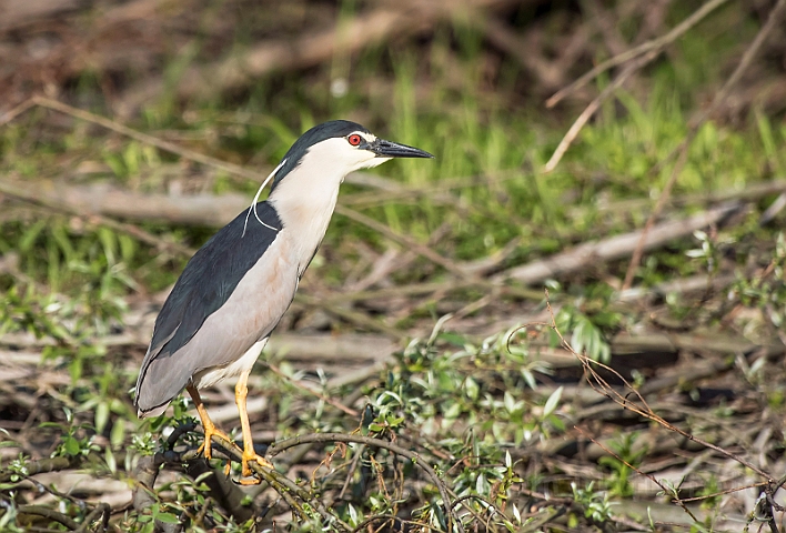 WAH030338.jpg - Nathejre (Night Heron)