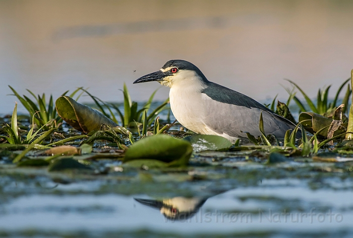 WAH030342.jpg - Nathejre (Night Heron)