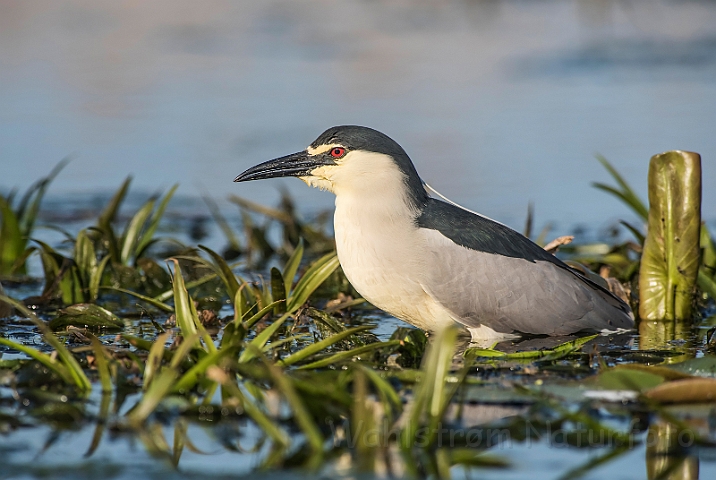 WAH030392.jpg - Nathejre (Night Heron)