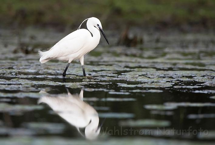 WAH030504.jpg - Silkehejre (Little Egret)