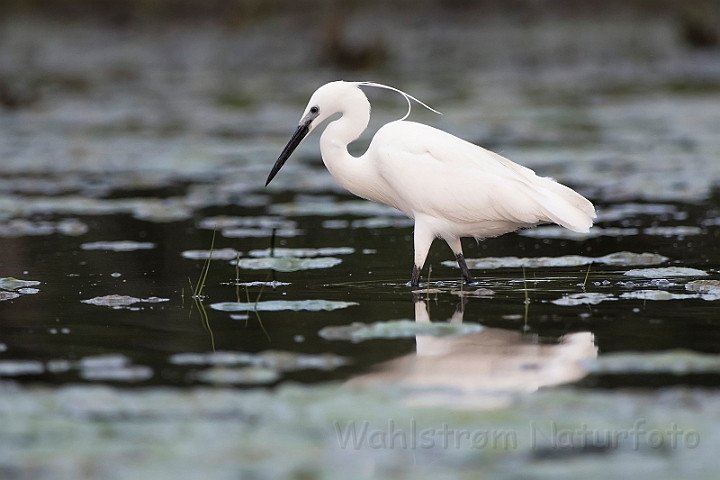 WAH030508.jpg - Silkehejre (Little Egret)