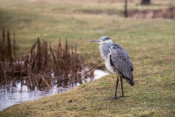 WAH031348.jpg - Fiskehejre (Grey Heron)